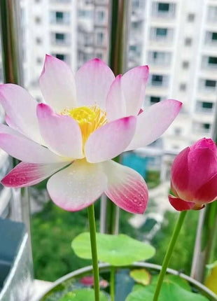 🔥 [7 days germination] Last Day Sale -49% OFF💐The Sacred Bonsai Bowl Lotus Flower