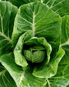 Vates Collard – 200 Seeds