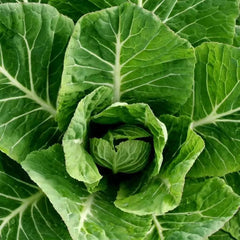 Collection image for: Collard