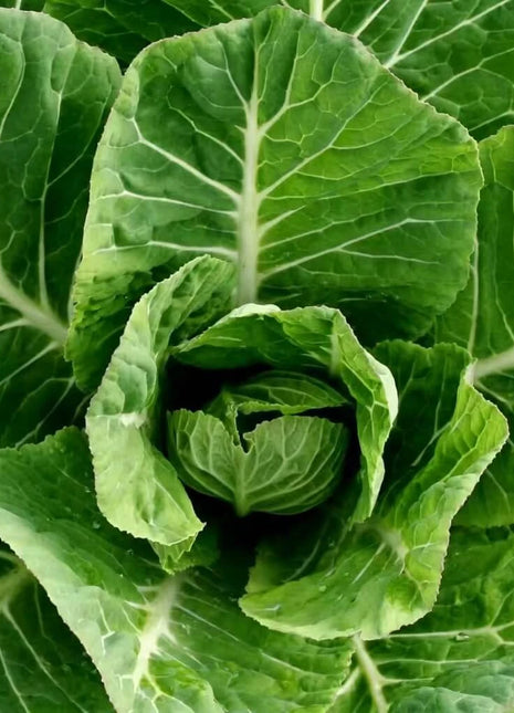 Vates Collard – 200 Seeds