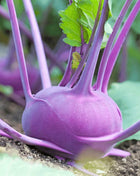 Purple Vienna Kohlrabi – 100 Seeds