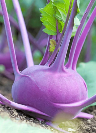 Purple Vienna Kohlrabi – 100 Seeds