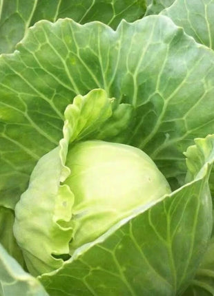 Golden Acre Cabbage – 100 Seeds