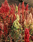 Brightest Brilliant Rainbow Quinoa – 250 Seeds