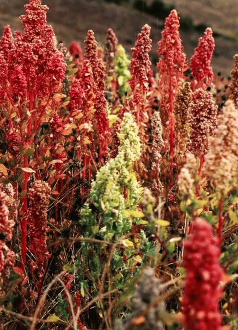 Brightest Brilliant Rainbow Quinoa – 250 Seeds