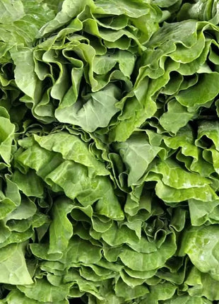 Vates Collard – 200 Seeds