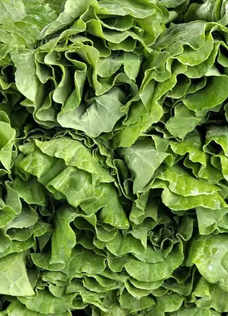 Vates Collard – 200 Seeds