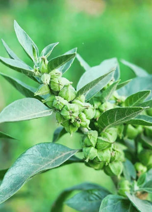 Ashwagandha (Indian Ginseng) – 30 Seeds