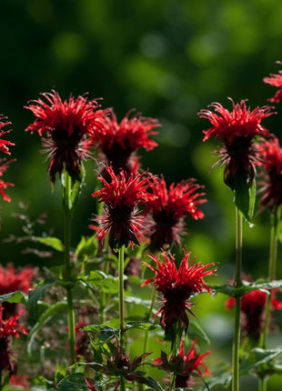 Scarlet Bee Balm – 20 Seeds