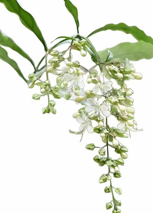 🌸 Last Day 49% OFF – Winter-Friendly Hanging Jasmine—Dreamy Indoor Flower🌿❄️