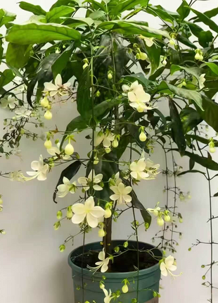 🌸 Last Day 49% OFF – Winter-Friendly Hanging Jasmine—Dreamy Indoor Flower🌿❄️