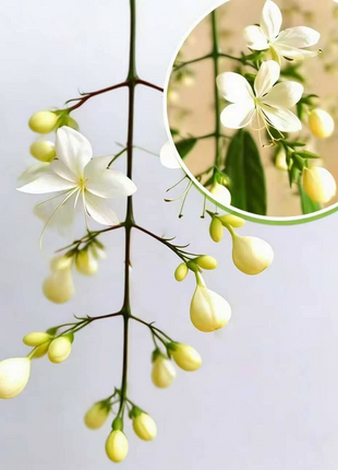 🌸 Last Day 49% OFF – Winter-Friendly Hanging Jasmine—Dreamy Indoor Flower🌿❄️