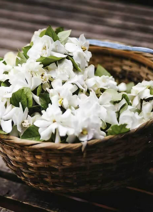 🌸 Last Day 49% OFF – Winter-Friendly Hanging Jasmine—Dreamy Indoor Flower🌿❄️