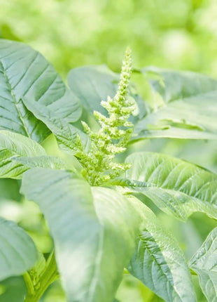 Green Callaloo Amaranth – 100 Seeds