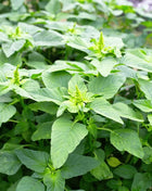 Green Callaloo Amaranth – 100 Seeds