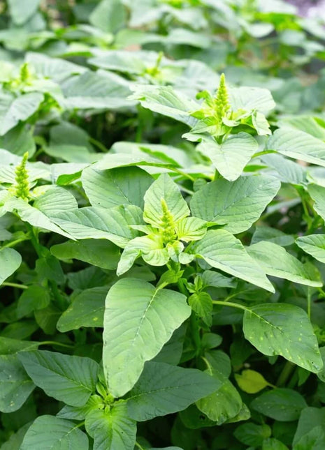 Green Callaloo Amaranth – 100 Seeds