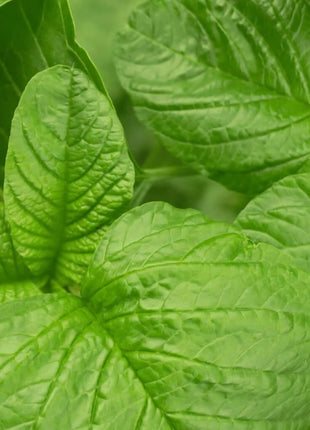 Green Callaloo Amaranth – 100 Seeds