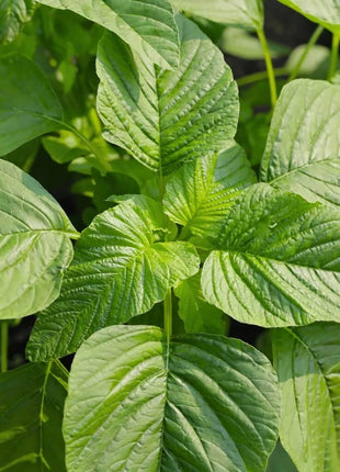 Green Callaloo Amaranth – 100 Seeds