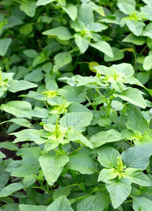 Green Callaloo Amaranth – 100 Seeds
