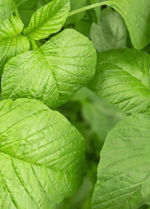 Green Callaloo Amaranth – 100 Seeds
