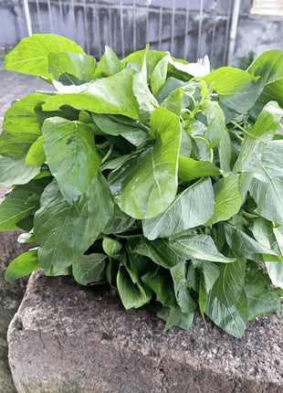 Green Callaloo Amaranth – 100 Seeds