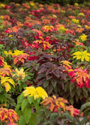 Yellow Amaranth – 100 Seeds