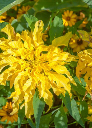 Yellow Amaranth – 100 Seeds