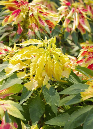 Yellow Amaranth – 100 Seeds