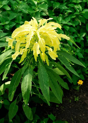 Yellow Amaranth – 100 Seeds