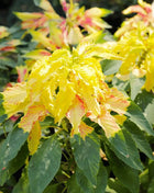 Yellow Amaranth – 100 Seeds