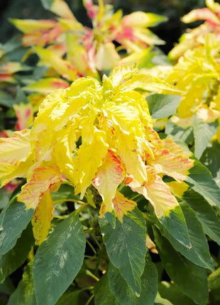 Yellow Amaranth – 100 Seeds