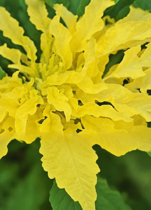 Yellow Amaranth – 100 Seeds