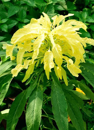 Yellow Amaranth – 100 Seeds