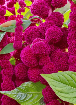 Love Lies Bleeding Amaranth – 250 Seeds