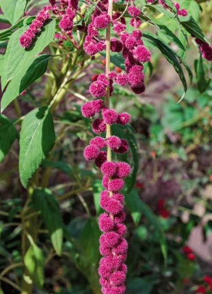 Love Lies Bleeding Amaranth – 250 Seeds