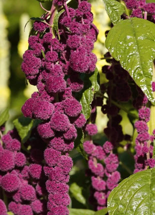 Love Lies Bleeding Amaranth – 250 Seeds