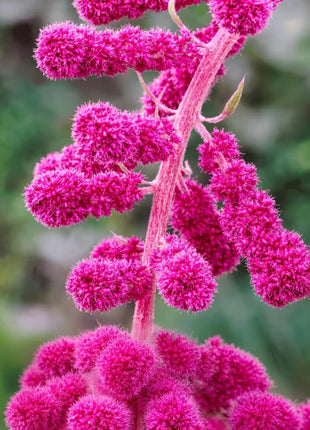 Love Lies Bleeding Amaranth – 250 Seeds