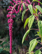 Love Lies Bleeding Amaranth – 250 Seeds