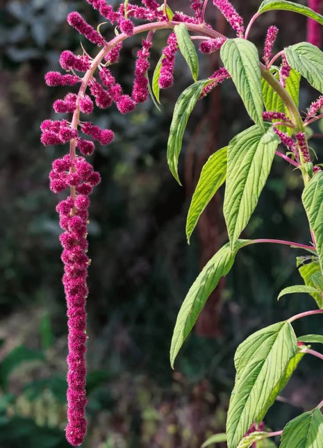 Love Lies Bleeding Amaranth – 250 Seeds