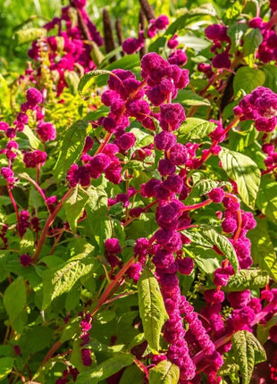 Love Lies Bleeding Amaranth – 250 Seeds