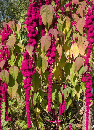 Love Lies Bleeding Amaranth – 250 Seeds