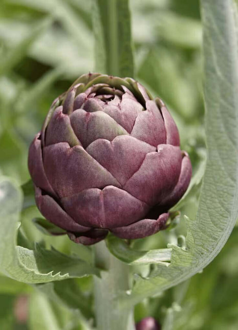 Purple Romagna Artichoke – 25 Seeds