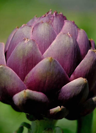 Purple Romagna Artichoke – 25 Seeds