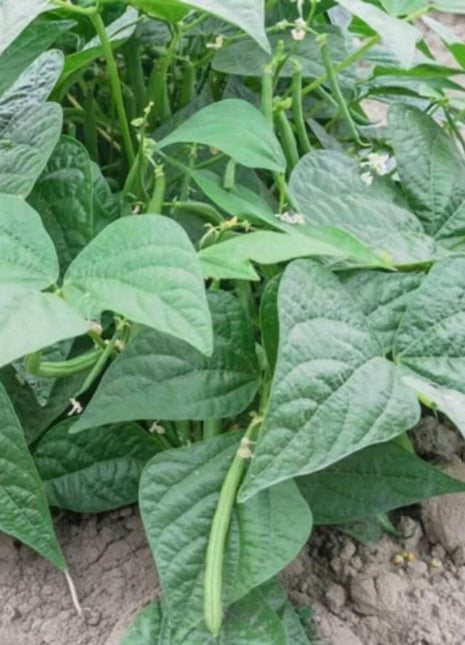 Contender Bean (Bush) – 30 Seeds