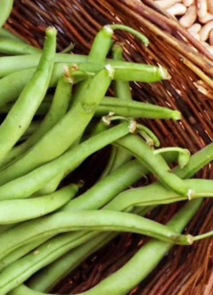 Contender Bean (Bush) – 30 Seeds
