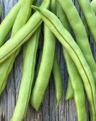 Contender Bean (Bush) – 30 Seeds