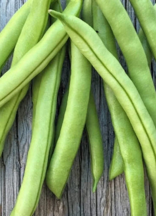 Contender Bean (Bush) – 30 Seeds