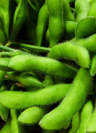 Be Sweet Edamame Soybean (Bush) – 20 Seeds