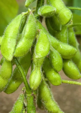 Be Sweet Edamame Soybean (Bush) – 20 Seeds