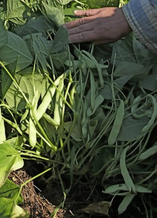 Black Coco Bean (Bush) – 30 Seeds